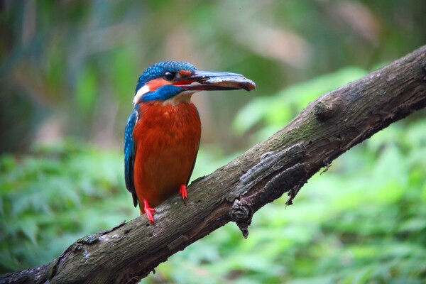 【美品✨】Canon PowerShot S120 コンデジ 作例有 ジャンク】1100円 CANON PowerShot S120 動作検証・作例 F1.8